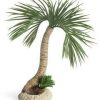 Aquarium-Deko Zooplus biOrb Palme Seychellen L (72680)